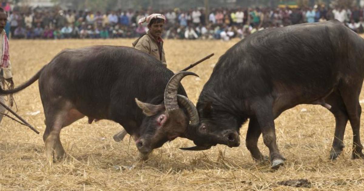 Assam: Traditional buffalo fight 'Moh-Juj'organised after nine years as part of 'Magh Bihu' celebration in Morigaon